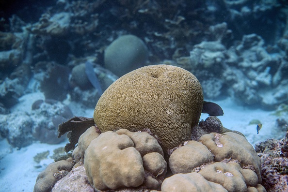 BELIZE-HERITAGE-CORAL-REEF