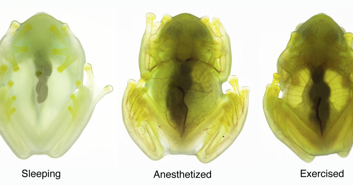 Glass act: Scientists reveal secrets of frog transparency